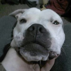 Meet your Posher, Dan